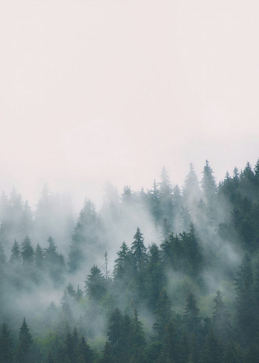 Forest | Poster