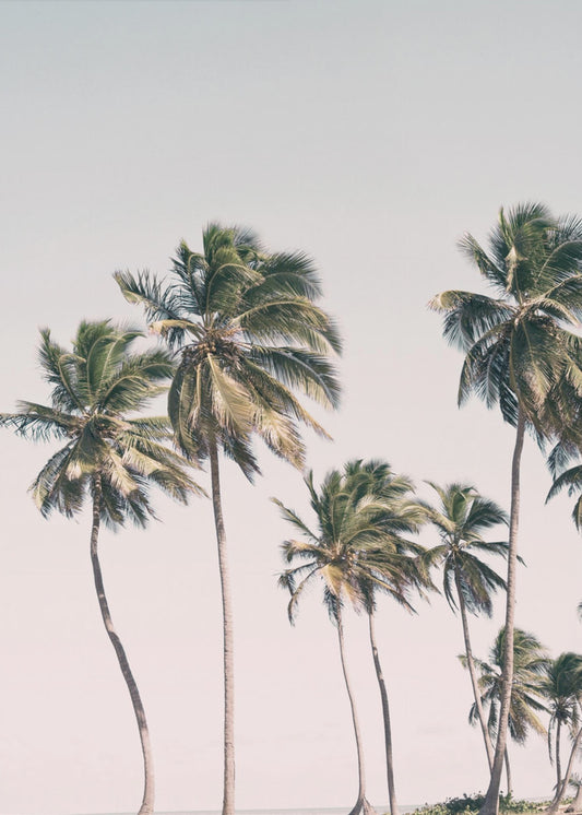 Blush Tropical Trees | Canvas