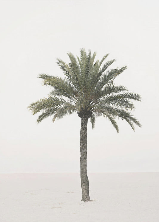 Palme | Poster