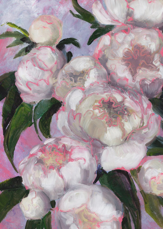 Weiße Pfingstrosen mit rosa Highlights | Poster