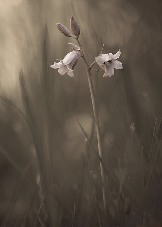 A small flower on the ground | Canvas
