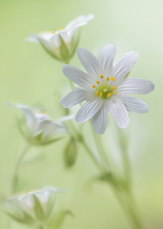 Spring sparkle | Canvas