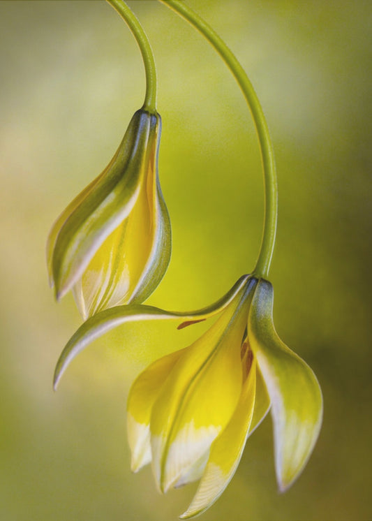 Tulipa | Canvas