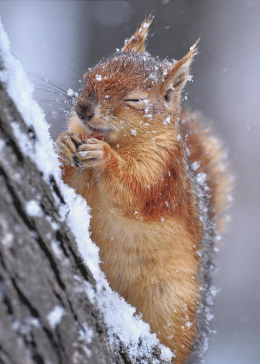 winter | Canvas