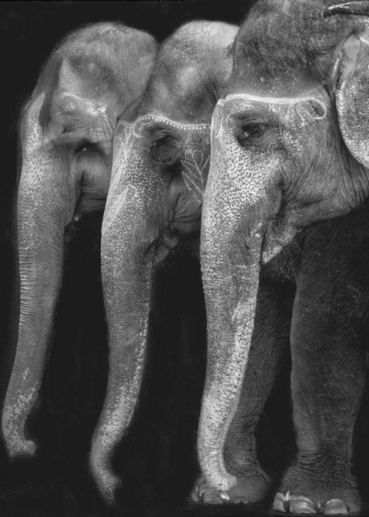 Das große Meisterwerk der Natur, ein Elefant; das einzig harmlose große Ding ... | Poster