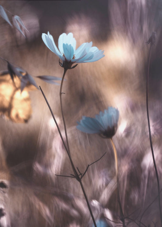 Lueur d'Automne | Canvas