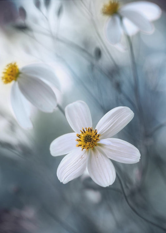 Cosmos | Canvas
