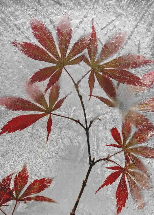 roter Ahorn | Leinwand
