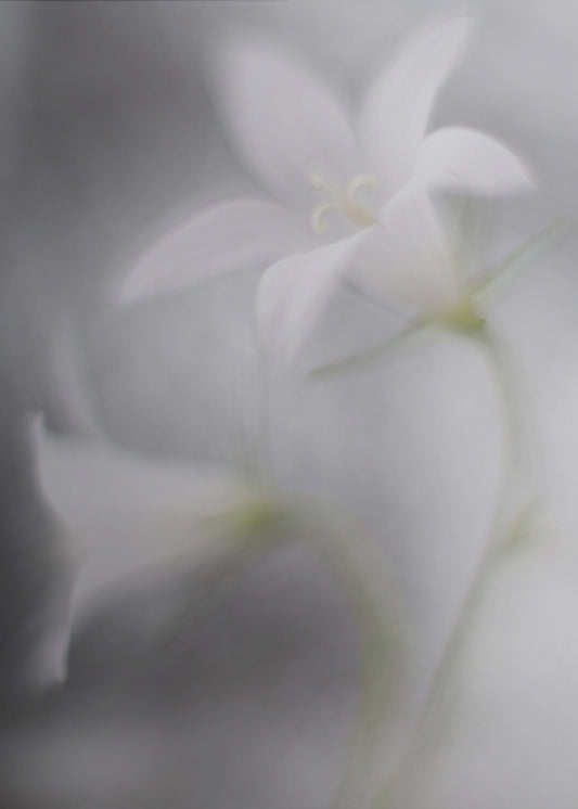 Bells | Canvas