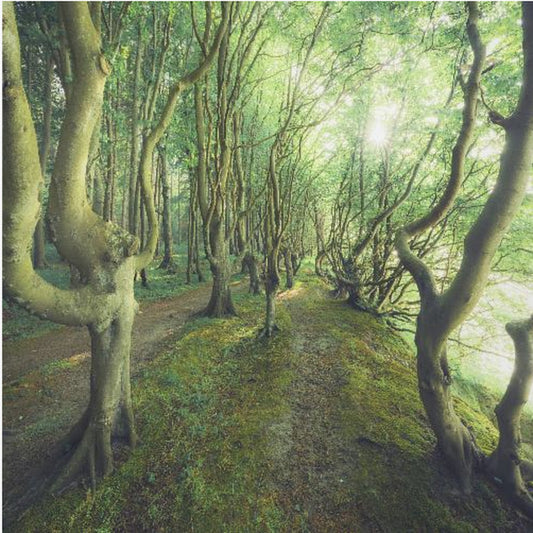 Crazy Lane | Canvas