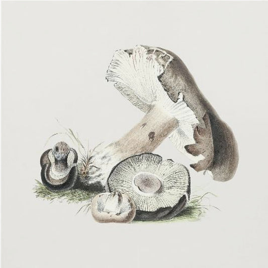 Vintage Agaricus Augustus Mushroom | Poster