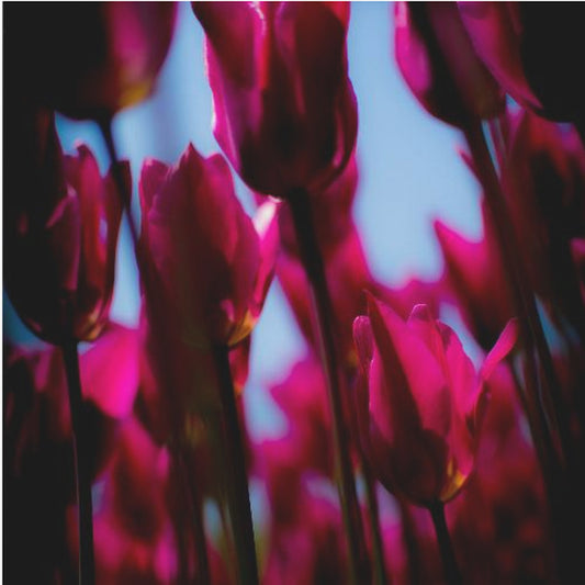 Purple Tulips | Poster